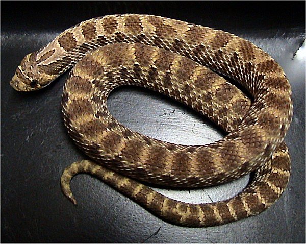 Hog Nose Snake